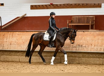 NRPS, Hongre, 4 Ans, 167 cm, Bai brun