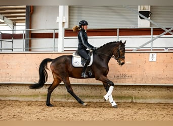 NRPS, Hongre, 4 Ans, 167 cm, Bai brun