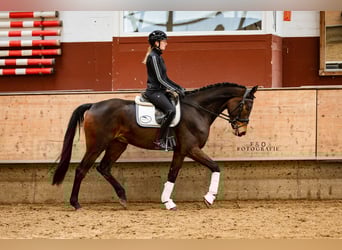 NRPS, Hongre, 4 Ans, 167 cm, Bai brun