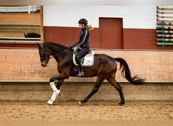 NRPS, Hongre, 4 Ans, 167 cm, Bai brun