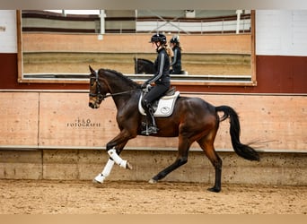 NRPS, Hongre, 4 Ans, 167 cm, Bai brun