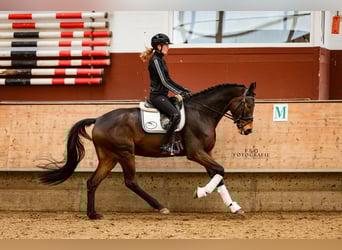 NRPS, Hongre, 4 Ans, 167 cm, Bai brun