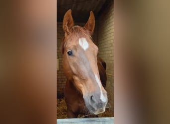 NRPS, Hongre, 4 Ans, 170 cm, Alezan brûlé