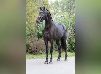 NRPS, Hongre, 4 Ans, 170 cm, Noir