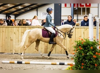 NRPS, Hongre, 5 Ans, 144 cm, Palomino