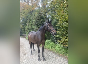 NRPS, Hongre, 5 Ans, 164 cm, Bai brun foncé