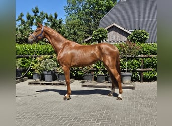 NRPS, Hongre, 5 Ans, Alezan