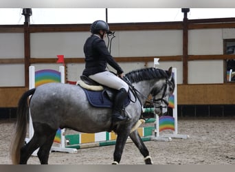 NRPS Croisé, Hongre, 6 Ans, 155 cm, Rouan bleu