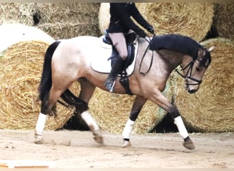 NRPS, Hongre, 6 Ans, 158 cm, Isabelle