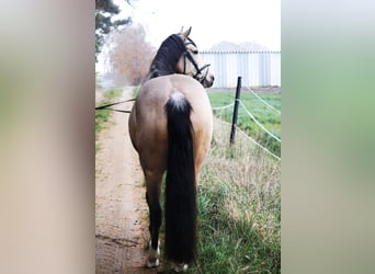 NRPS, Hongre, 6 Ans, 158 cm, Isabelle