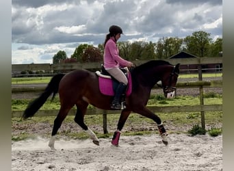 NRPS, Hongre, 6 Ans, 160 cm, Bai brun