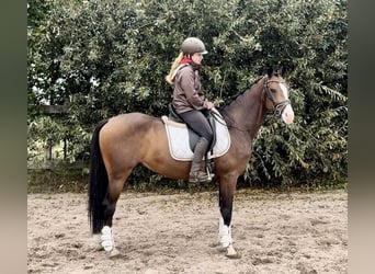 NRPS, Hongre, 6 Ans, 160 cm, Bai