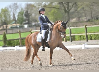 NRPS, Hongre, 7 Ans, 148 cm, Alezan