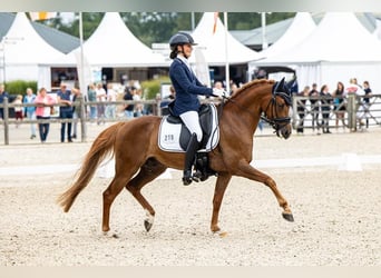 NRPS, Hongre, 7 Ans, 148 cm, Alezan