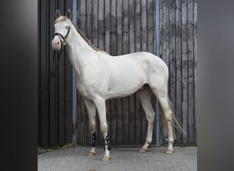 NRPS, Hongre, 7 Ans, 168 cm, Cremello