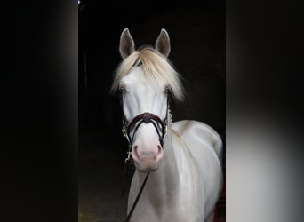 NRPS, Hongre, 7 Ans, 168 cm, Cremello