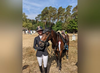 NRPS, Hongre, 8 Ans, 145 cm, Bai