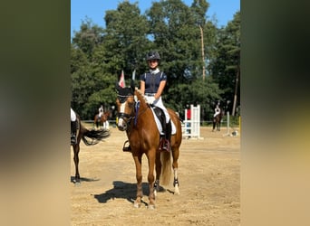 NRPS, Hongre, 8 Ans, 147 cm, Palomino
