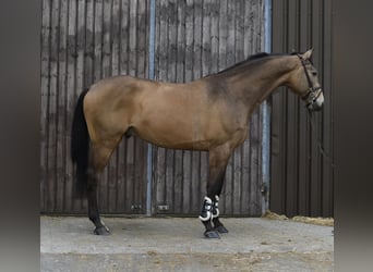 NRPS, Hongre, 8 Ans, 177 cm, Buckskin
