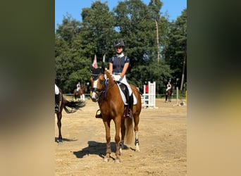 NRPS, Hongre, 8 Ans, Palomino