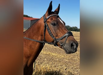 NRPS, Hongre, 9 Ans, 147 cm, Bai