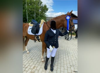 NRPS, Hongre, 9 Ans, 148 cm, Alezan