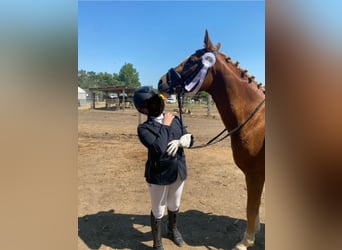 NRPS, Hongre, 9 Ans, 148 cm, Alezan