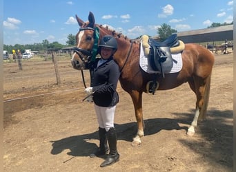 NRPS, Hongre, 9 Ans, 148 cm, Alezan
