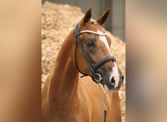 NRPS, Hongre, 9 Ans, 148 cm, Alezan