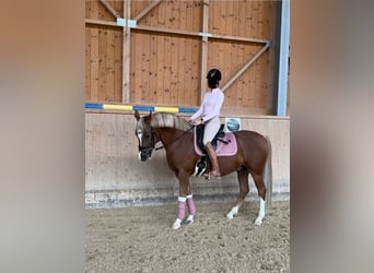 NRPS, Hongre, 9 Ans, 148 cm, Alezan