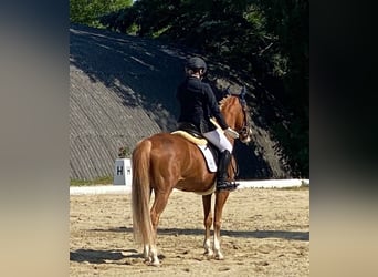NRPS, Hongre, 9 Ans, 148 cm, Alezan