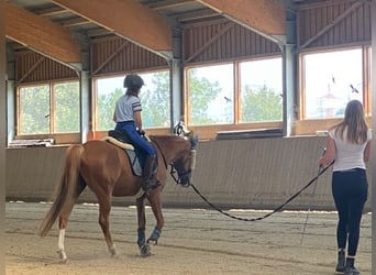 NRPS, Hongre, 9 Ans, 148 cm, Alezan