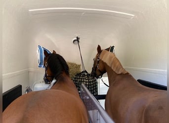 NRPS, Hongre, 9 Ans, 148 cm, Alezan