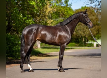 NRPS, Hongre, 9 Ans, 168 cm, Bai brun