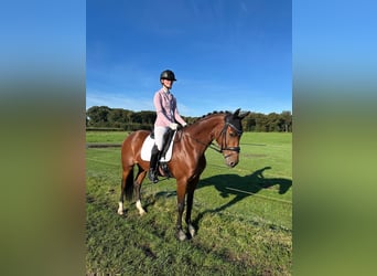NRPS, Jument, 10 Ans, 161 cm, Bai
