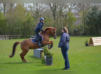 NRPS, Jument, 11 Ans, 138 cm, Alezan brûlé