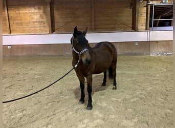 NRPS, Jument, 11 Ans, 145 cm, Bai
