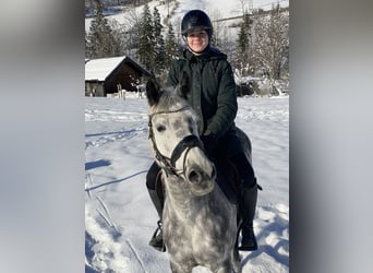 NRPS, Jument, 12 Ans, 147 cm, Gris pommelé