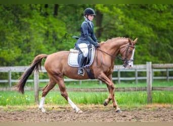 NRPS, Jument, 12 Ans, 153 cm, Alezan brûlé