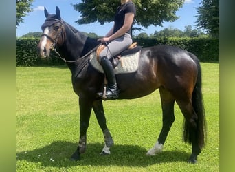 NRPS, Jument, 12 Ans, 159 cm, Bai brun