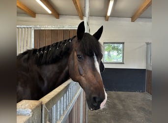 NRPS, Jument, 12 Ans, 159 cm, Bai brun