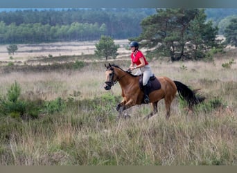 NRPS, Jument, 12 Ans, 163 cm, Buckskin