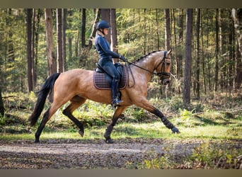 NRPS, Jument, 12 Ans, 163 cm, Buckskin