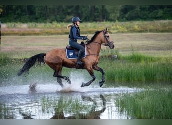 NRPS, Jument, 12 Ans, 163 cm, Buckskin