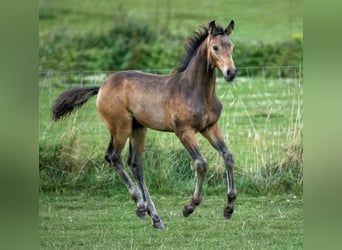 NRPS, Jument, 12 Ans, 163 cm, Buckskin