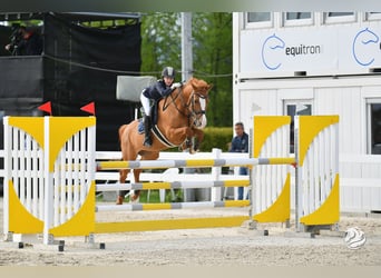 NRPS, Jument, 13 Ans, 148 cm, Alezan brûlé