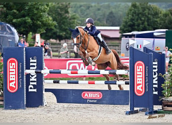 NRPS, Jument, 13 Ans, 148 cm, Alezan brûlé