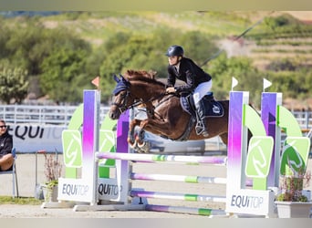 NRPS, Jument, 13 Ans, 148 cm, Alezan