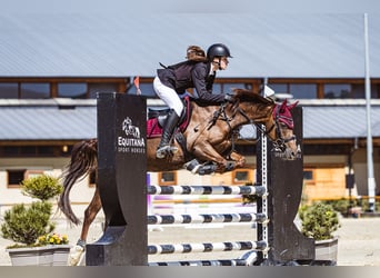 NRPS, Jument, 13 Ans, 148 cm, Alezan
