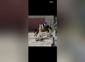 NRPS, Jument, 14 Ans, 126 cm, Bai